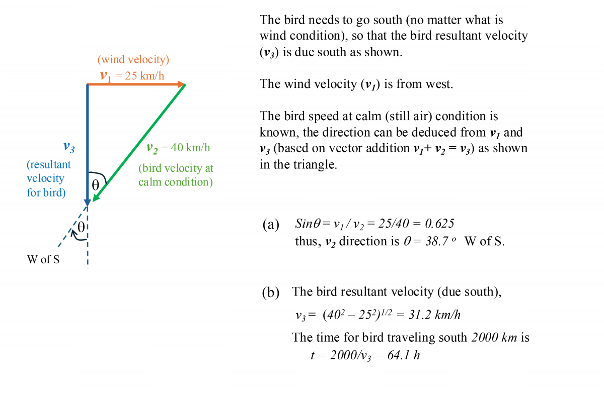 vector diagram of bird in flight